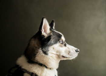 Dog portrait looking right with smoky background