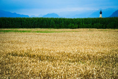 Scenic view of wheat field against sky