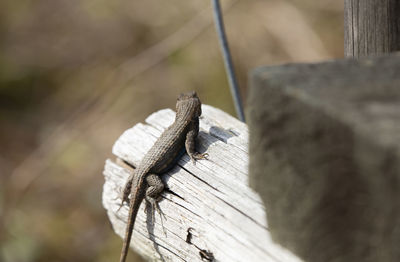 Curious large male eastern fence lizard sceloporus consobrinus on a wooden post