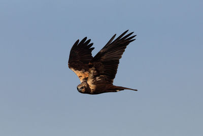 Low angle view of eagle flying in sky