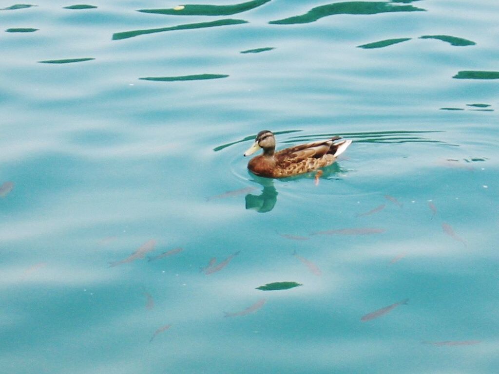 HIGH ANGLE VIEW OF DUCK IN LAKE