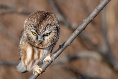 Portrait of owl