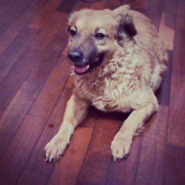 dog, pets, animal themes, one animal, domestic animals, mammal, indoors, sitting, relaxation, flooring, full length, hardwood floor, portrait, looking at camera, lying down, floor, high angle view, resting, wood - material