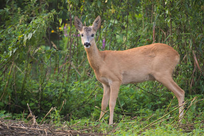 Portrait of deer standing on field