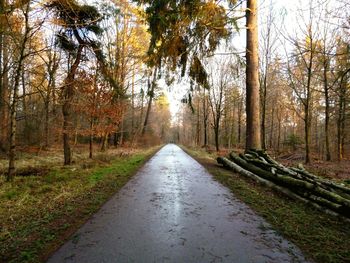 Dirt road in forest
