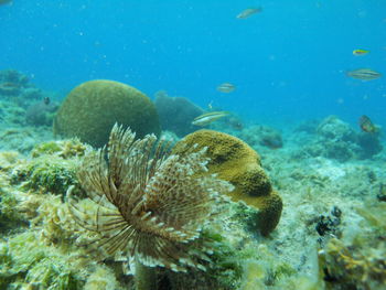 Close-up of jellyfish swimming in sea