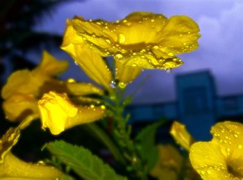 Close-up of yellow flower against sky