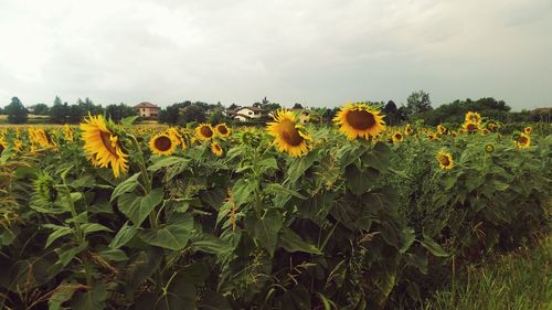 Close-up of sunflower field against sky