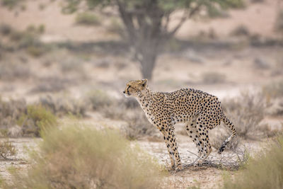 View of a cat on land