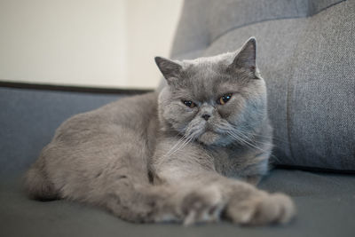 Close-up portrait of a cat resting