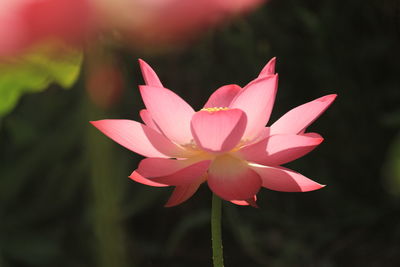 Close-up of pink lily