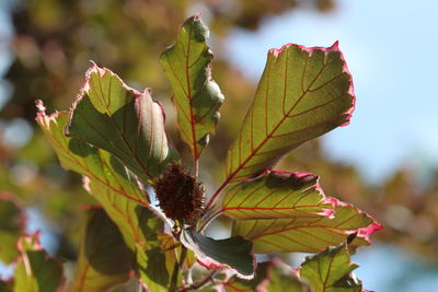 Close-up of leaves on plant during autumn