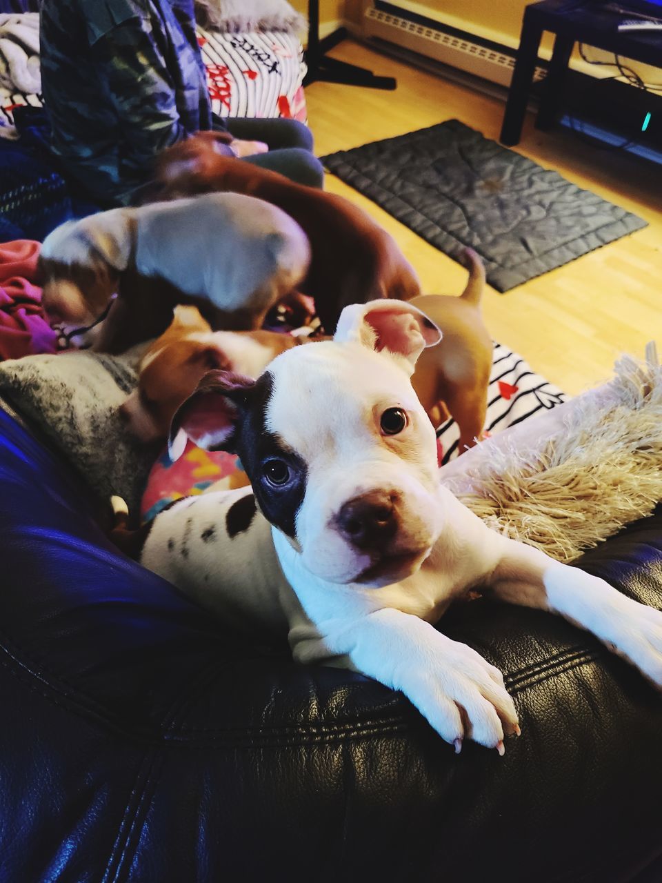 Bullies Portrait Dog Lying Down Looking At Camera Relaxation