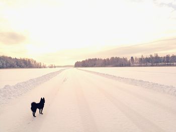Silhouette dog on road against sky during winter