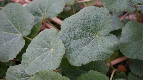 Close-up of leaves