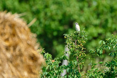 Bird perching on a plant