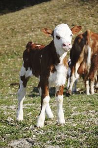 Cows in a field