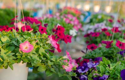 Close-up of pink flowering plants