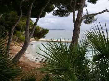 Close-up of palm tree by sea