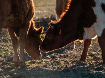 Horses in a field