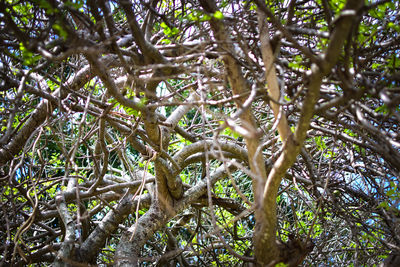 Low angle view of trees in forest