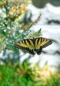 Close-up of butterfly pollinating flower