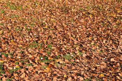 High angle view of dry leaves on field