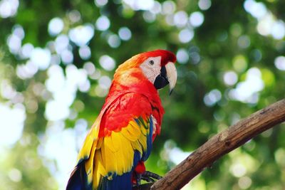 Close-up of parrot perching on tree