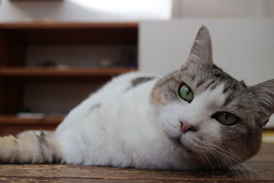 Close-up portrait of a cat