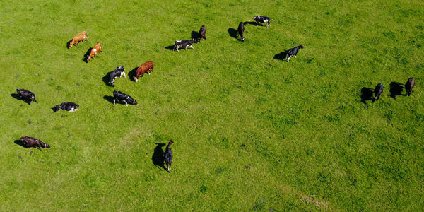 grassland