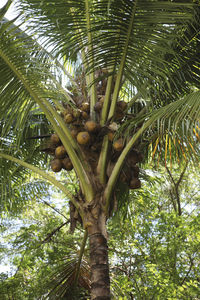 Low angle view of coconut palm tree against sky