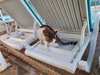 Dog relaxing on seat