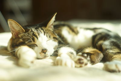 Close-up of cat lying on floor