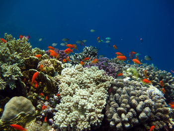 coral reef