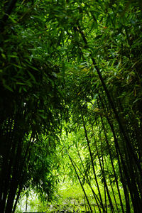 View of bamboo trees in forest
