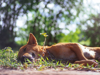 Close-up of dog on field