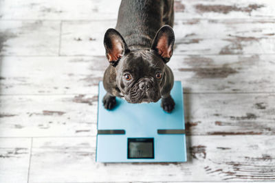 Portrait of french bulldog dog on weight scale at home