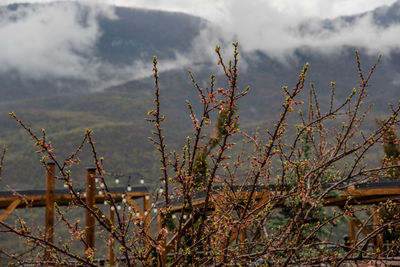 Close-up of plant against sky