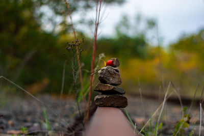 Close-up of a bird on ground