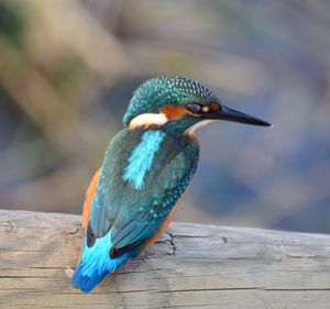 Close-up of bird perching on wood