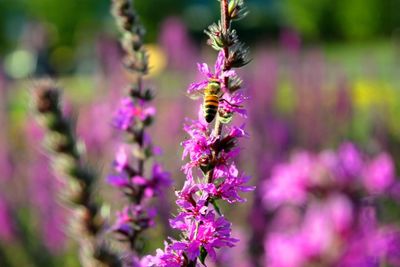 Close-up of insect on purple flowering plant