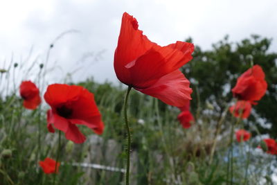 Close-up of red poppy flowers blooming in field