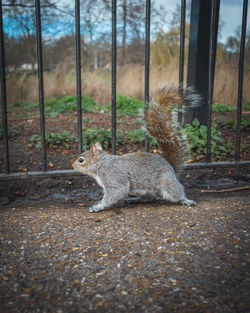 Squirrel on field by trees