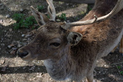 Close-up of deer on field