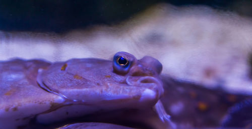 Close-up of fish swimming in sea
