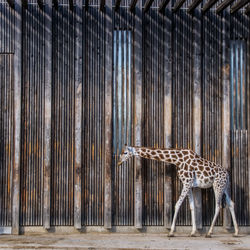 Giraffe walking by wall