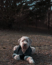 Golden doodle in jacket