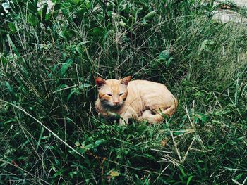 Portrait of a cat lying on grass