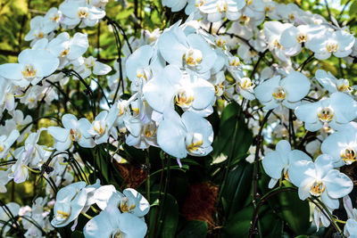 Close-up of white flowering plant