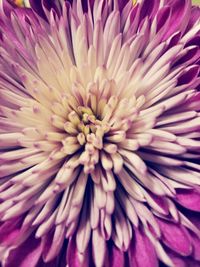 Full frame shot of pink flower